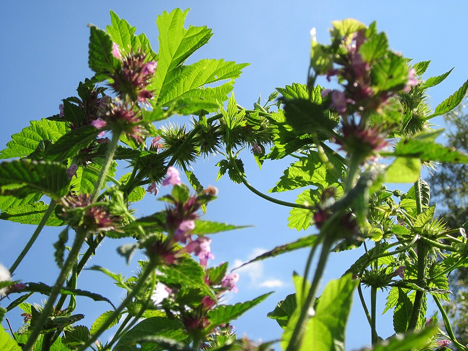 Galeopsis tetrahit (Common hemp-nettle)