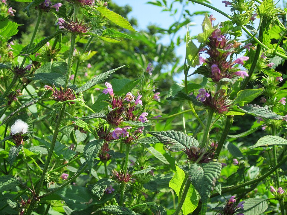 Galeopsis tetrahit (Common hemp-nettle)