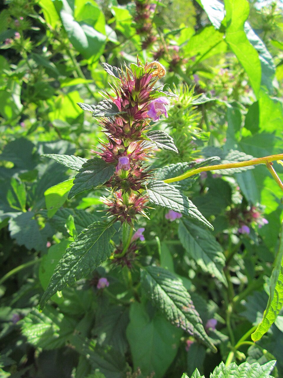 Galeopsis tetrahit (Common hemp-nettle)