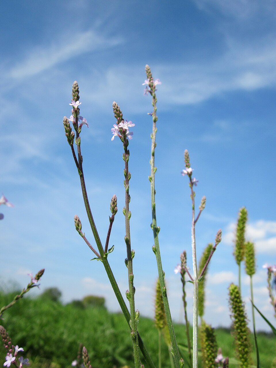 Verbena officinalis (Common vervain)