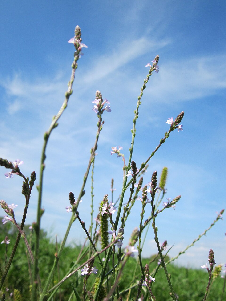 Verbena officinalis (Common vervain)