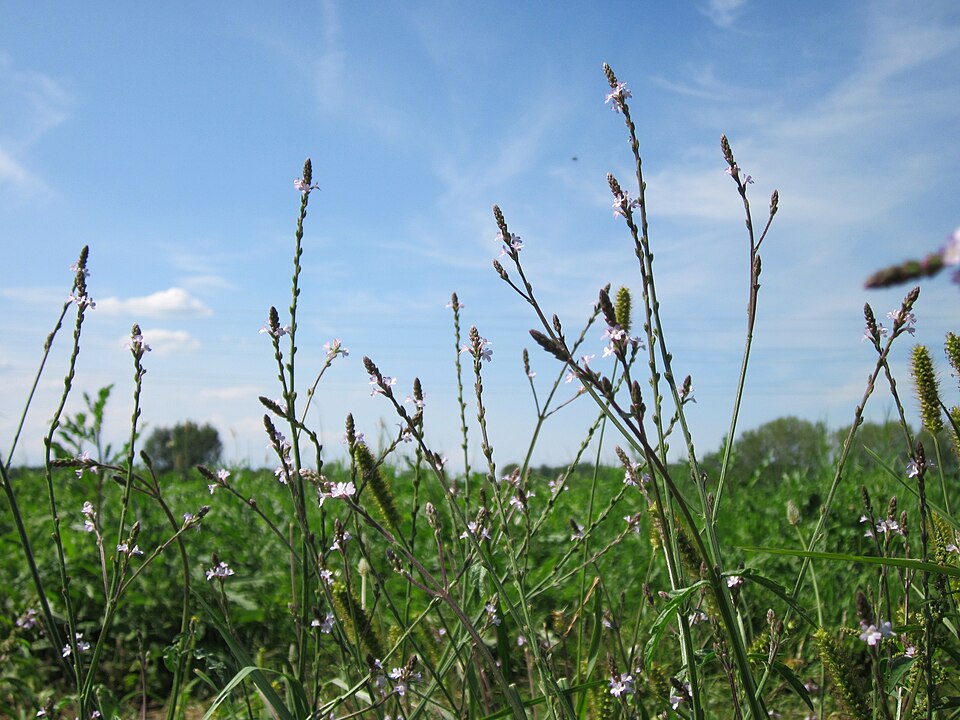 Verbena officinalis (Common vervain)