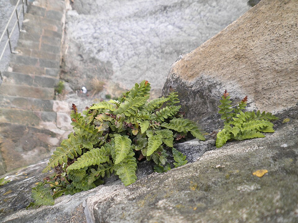 Asplenium marinum (sea spleenwort)