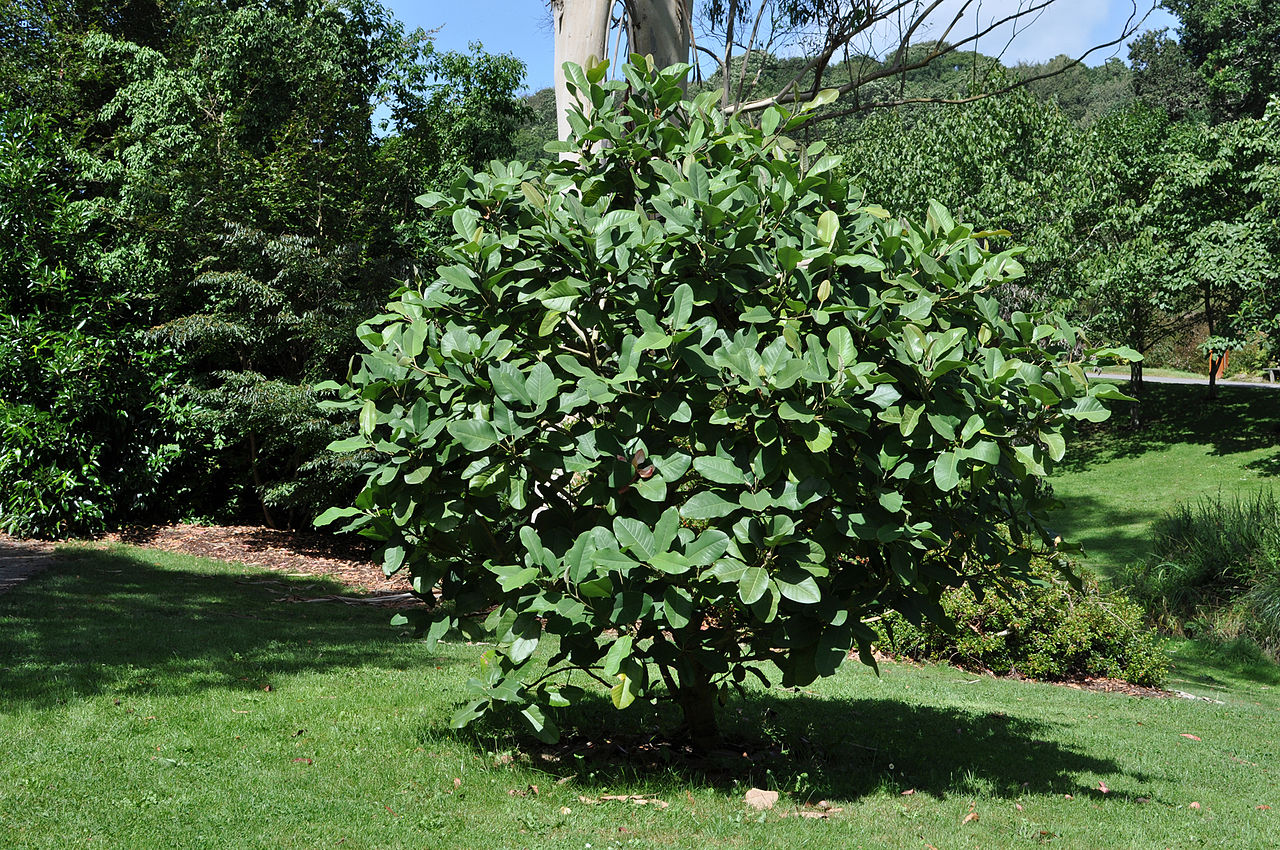 Magnolia delavayi (Delavay's Magnolia)