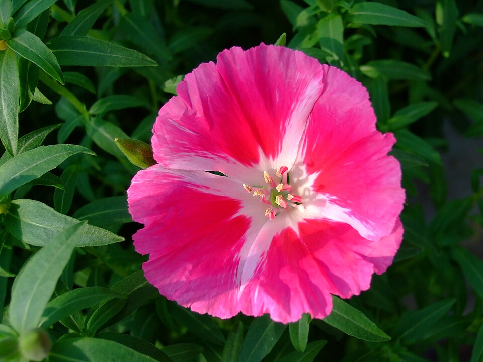 Clarkia amoena (Farewell-To-Spring) (alternate view 4)