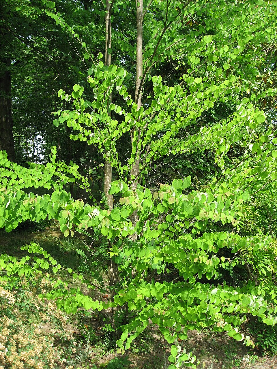 Cercidiphyllum japonicum (katsura) (alternate view 3)