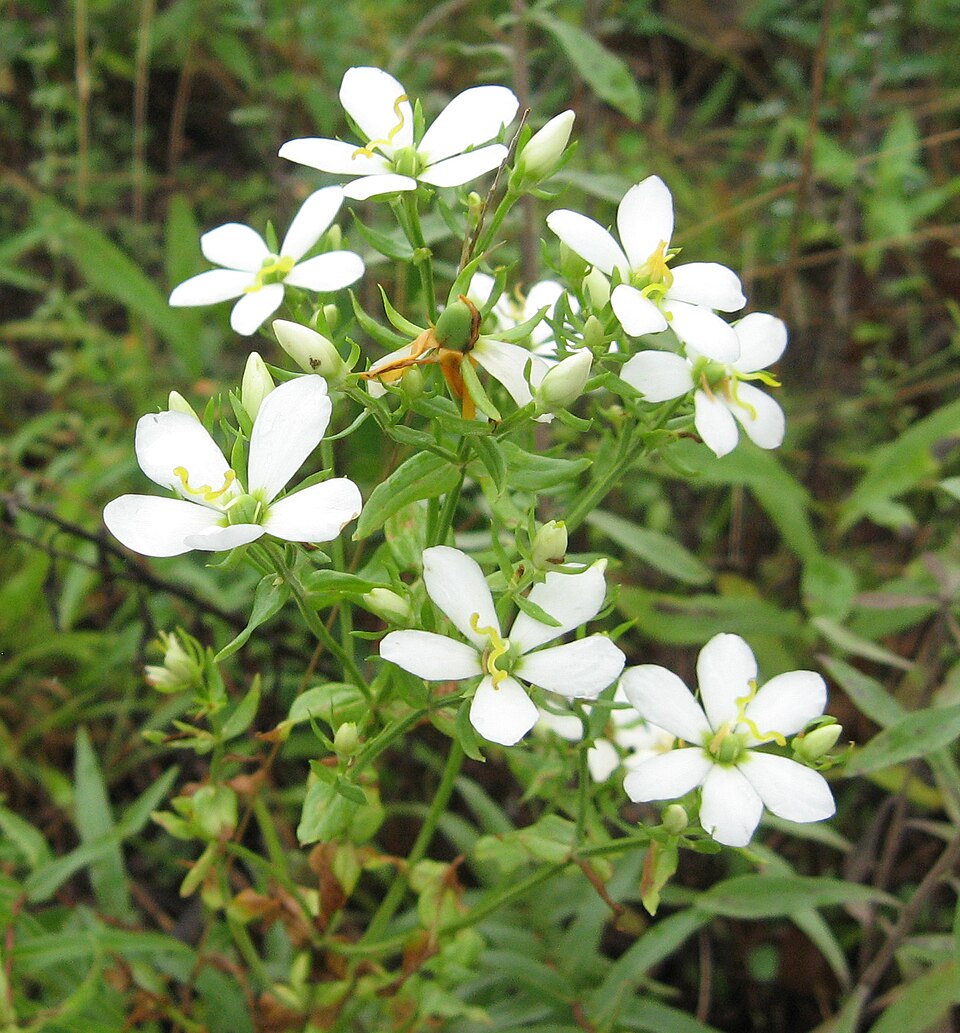 Sabatia angularis (Rosepink) (alternate view 4)