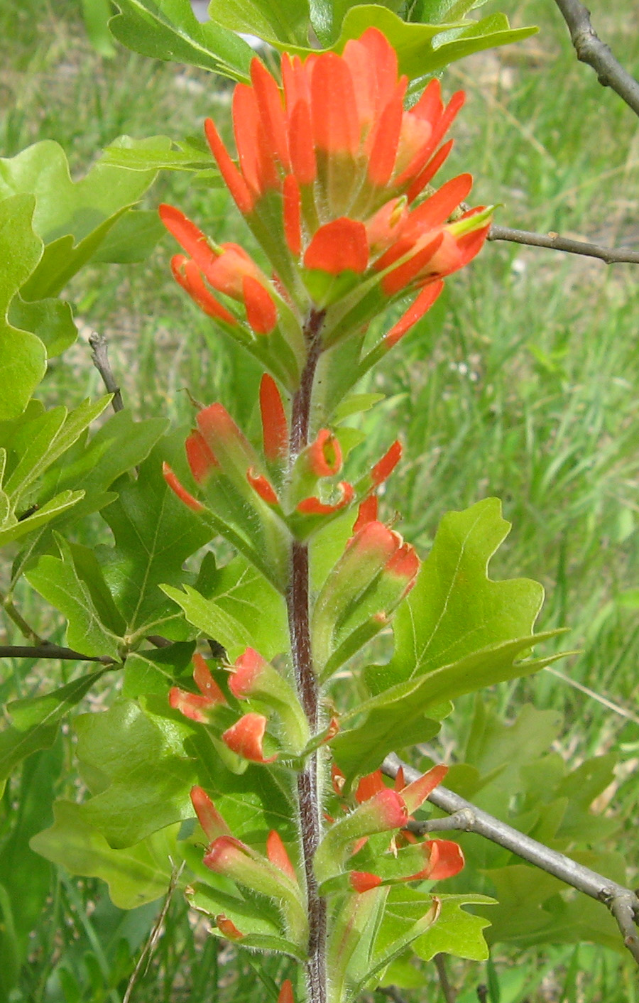Castilleja coccinea (Painted-cup paintbrush)