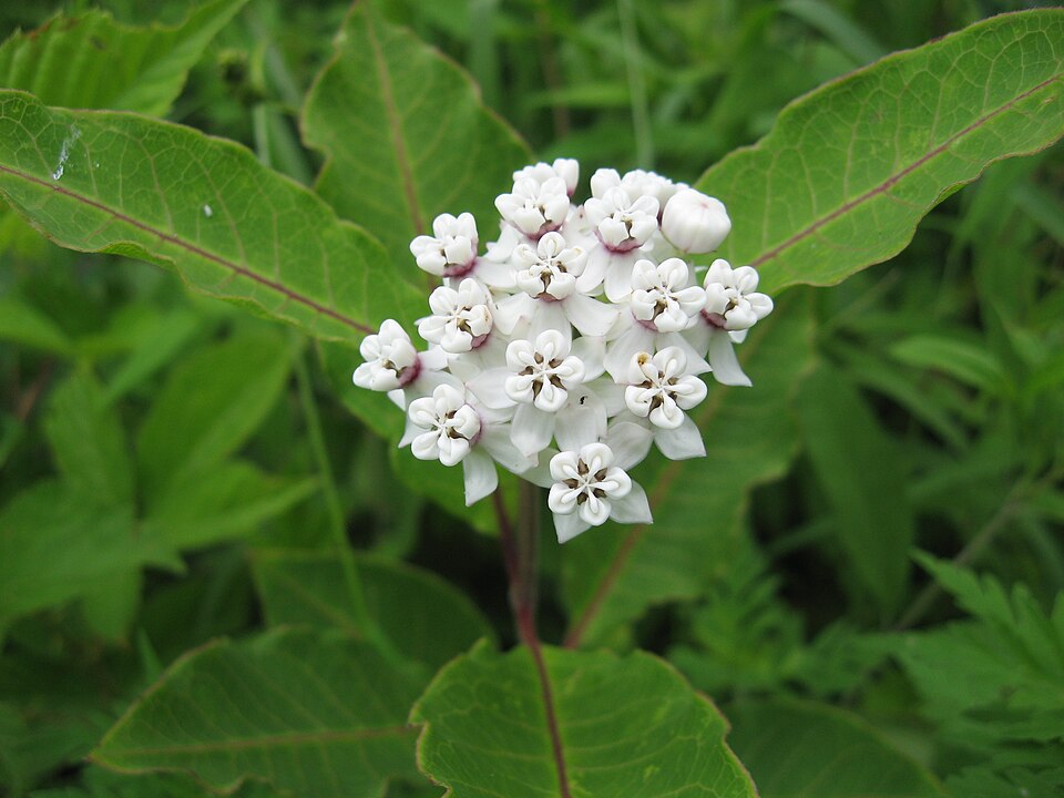 Asclepias variegata (redring milkweed) (alternate view 6)