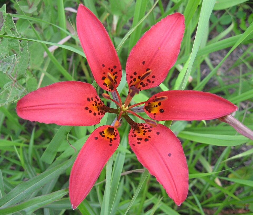Lilium philadelphicum (Wood Lily) (alternate view 7)