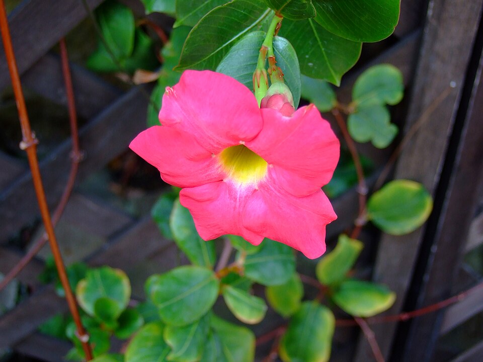Mandevilla sanderi (Pink Mandevilla) (alternate view 5)