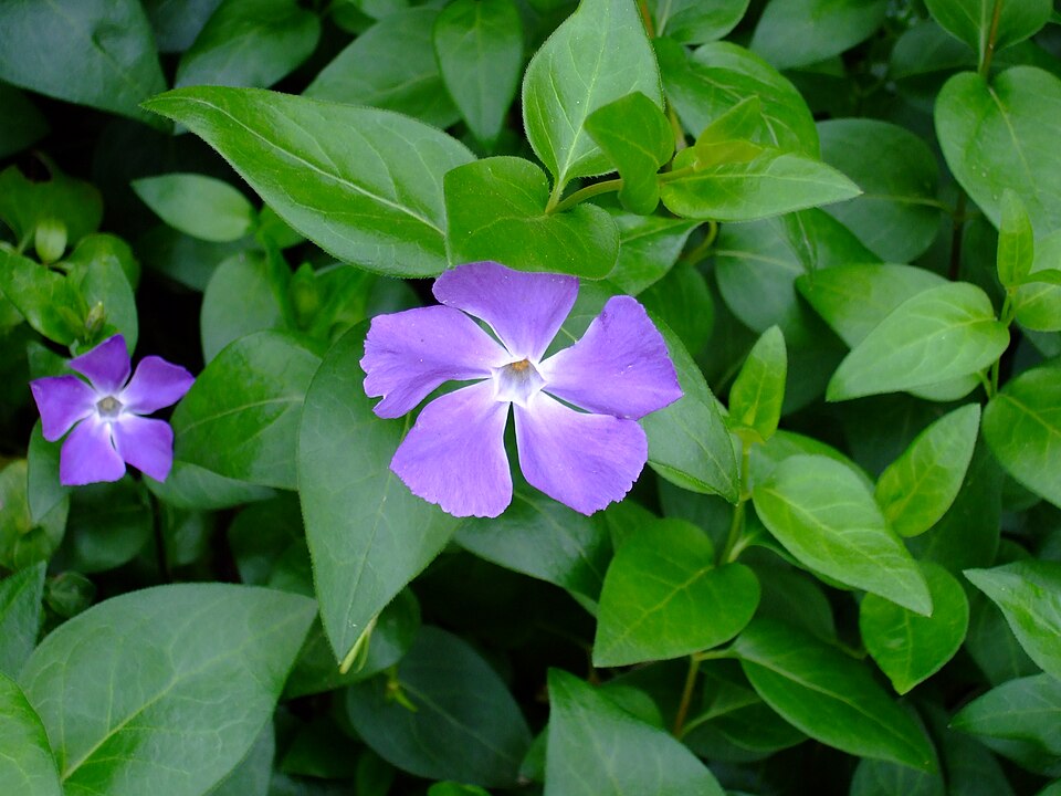 Vinca major (Greater Periwinkle) (alternate view 8)