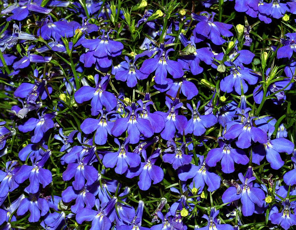 Lobelia erinus (bedding lobelia) (alternate view 6)