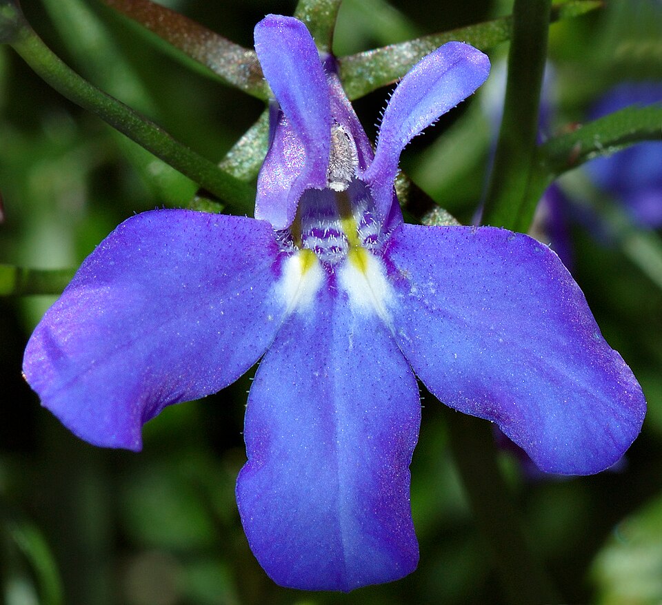 Lobelia erinus (bedding lobelia) (alternate view 7)