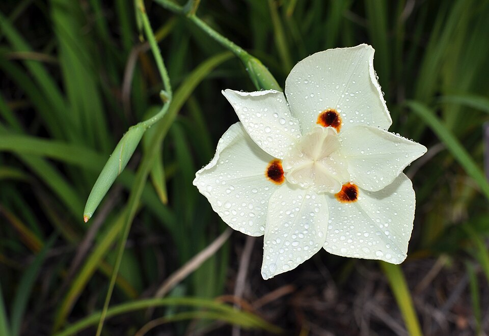 Dietes bicolor (Yellow Fortnight Lily) (alternate view 3)