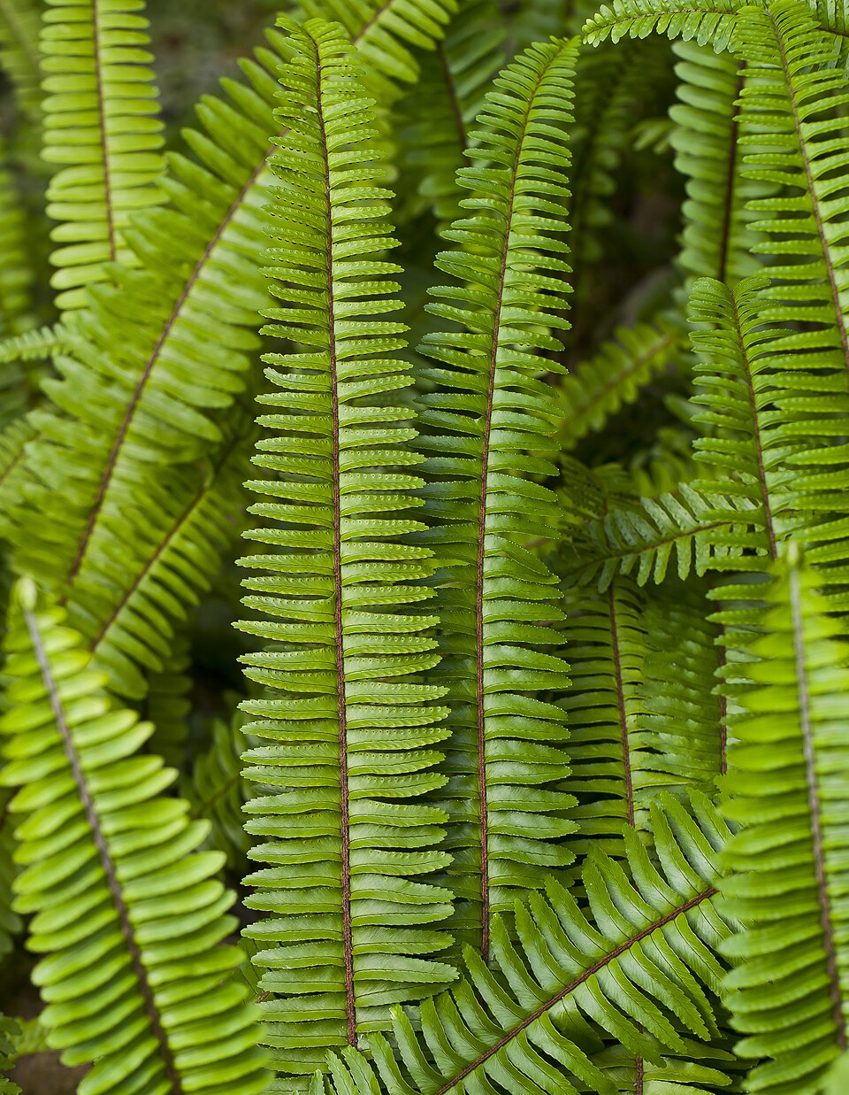 Nephrolepis cordifolia (Fishbone Fern)