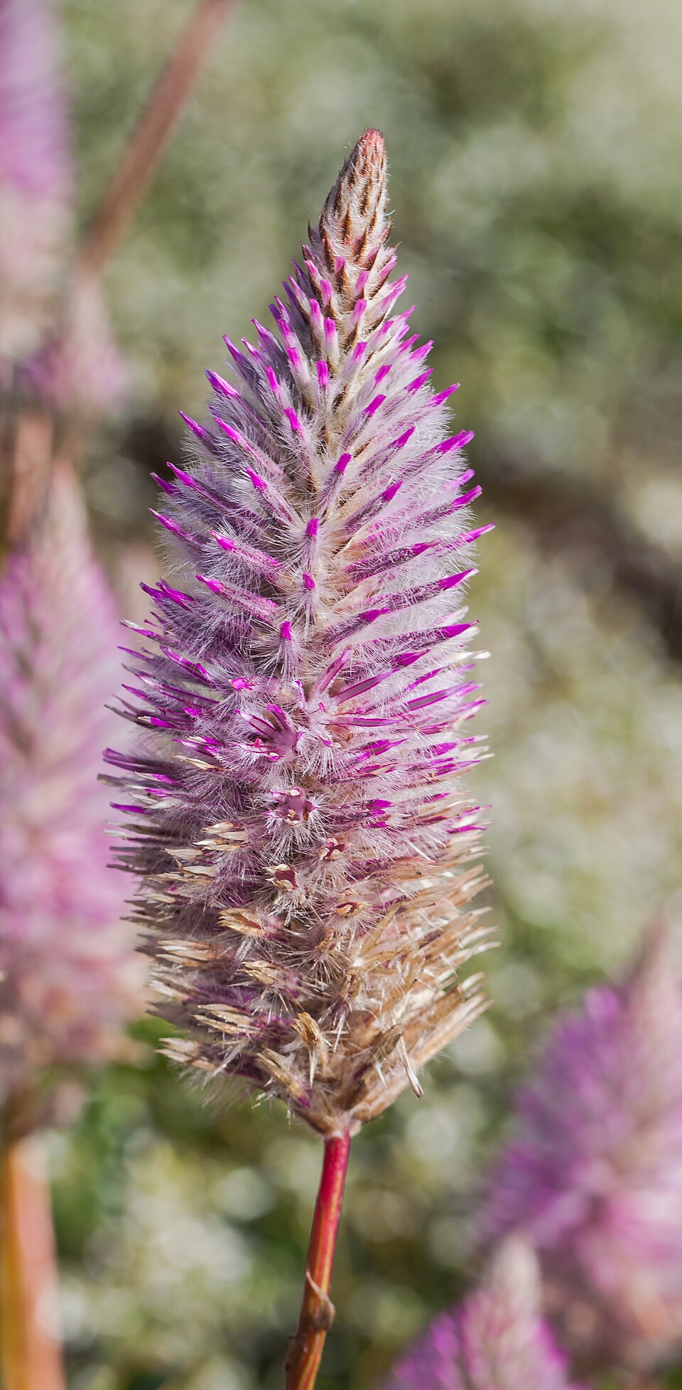 Ptilotus exaltatus (Pink Mulla Mulla) (alternate view 7)
