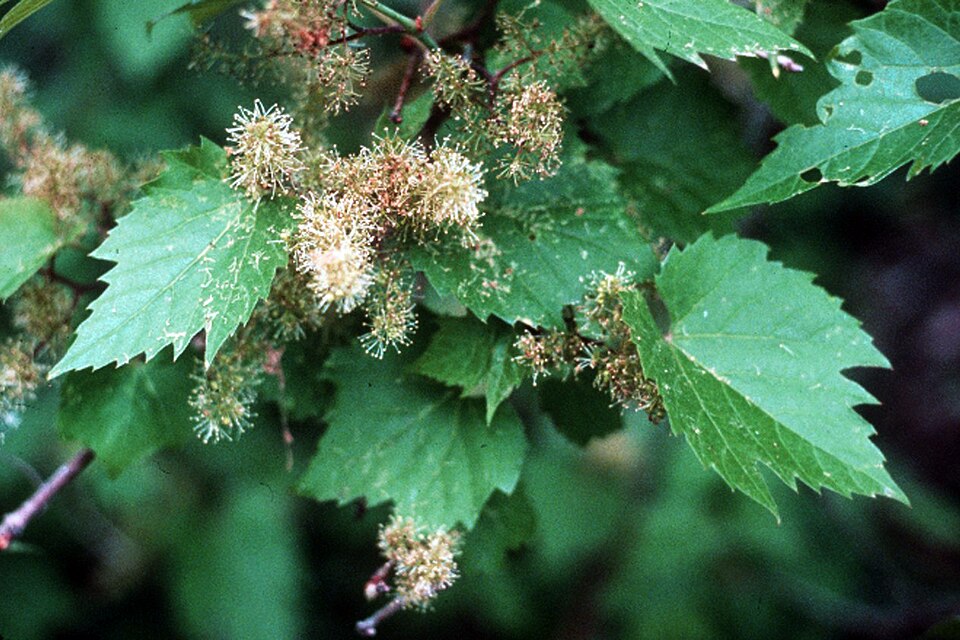 Vitis riparia (riverbank grape)