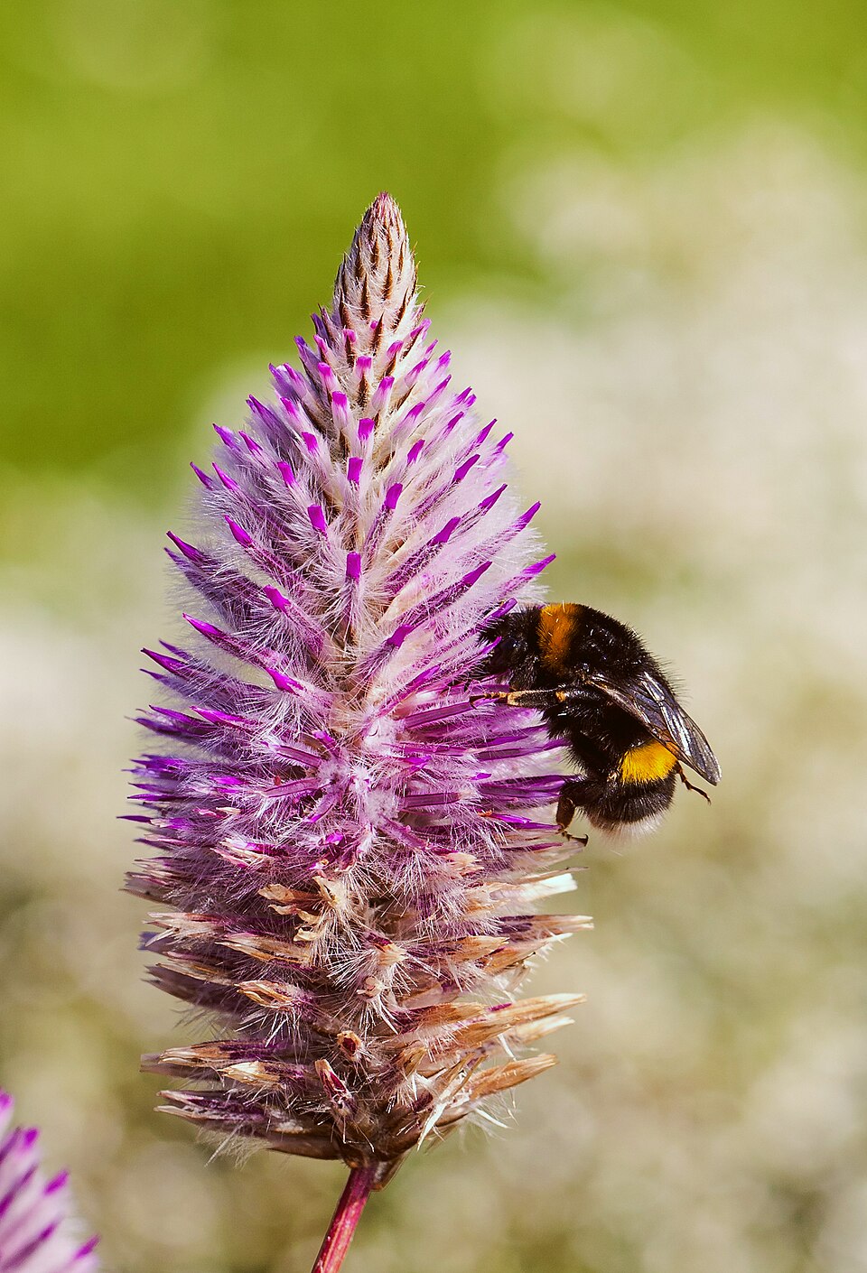 Ptilotus exaltatus (Pink Mulla Mulla) (alternate view 8)