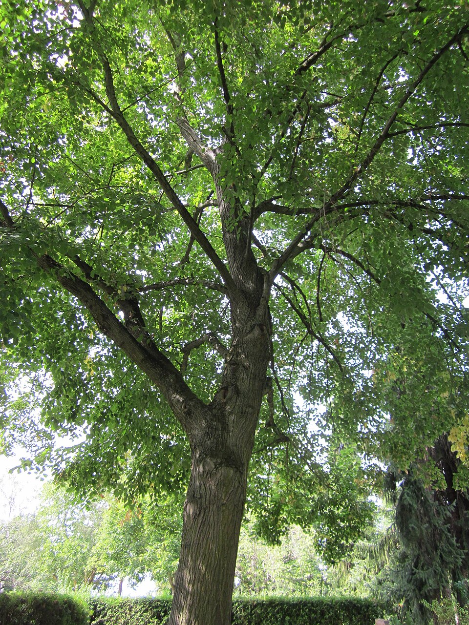 Acer platanoides (Norway maple) (alternate view 5)