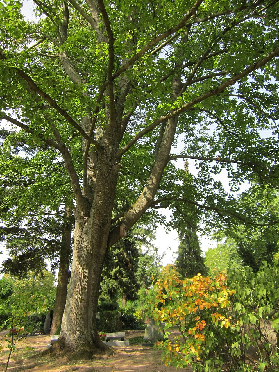 Acer platanoides (Norway maple) (alternate view 6)
