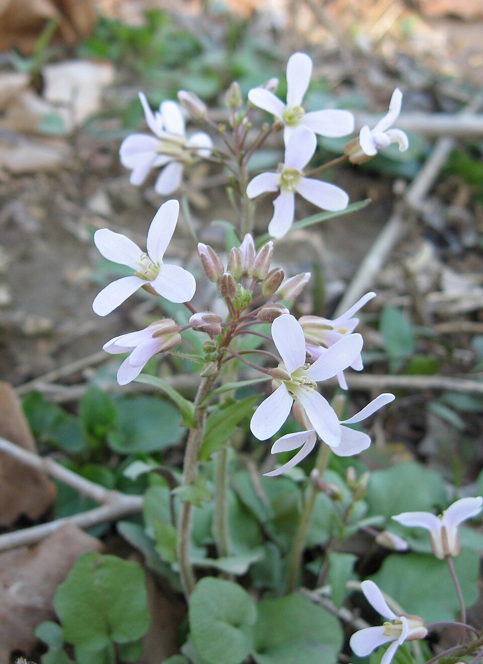 Cardamine douglassii (Purple Cress) (alternate view 7)