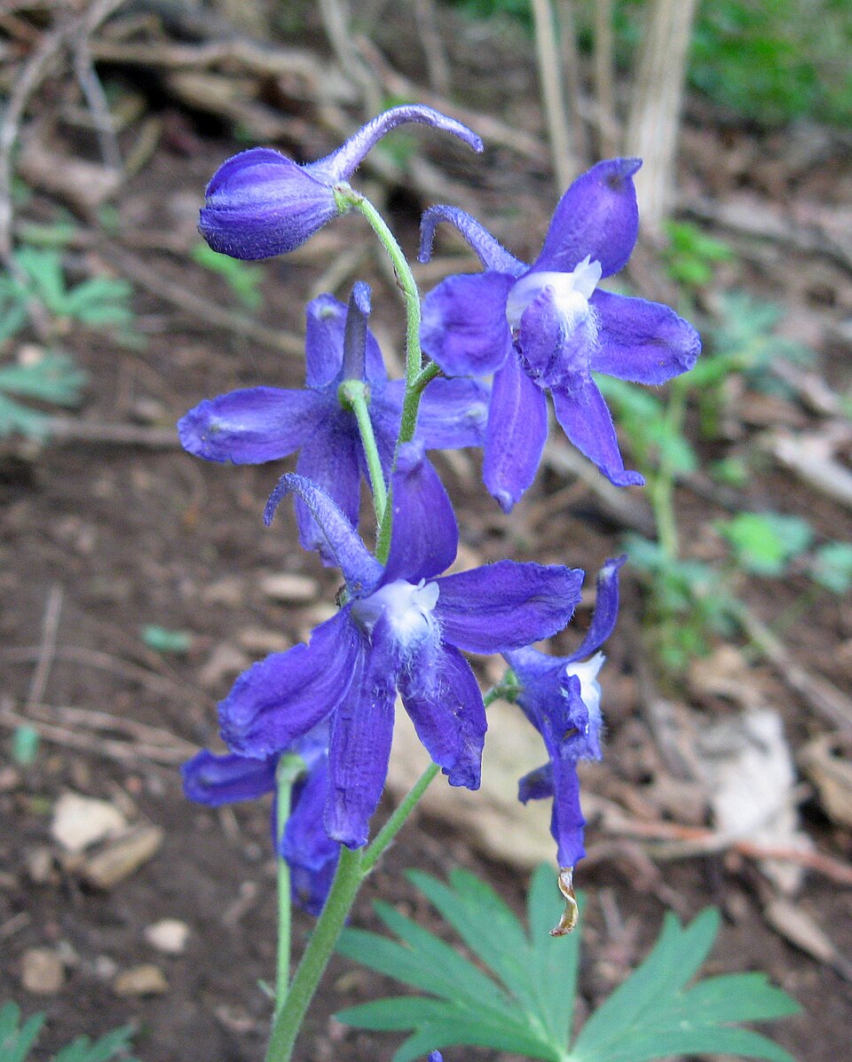 Delphinium tricorne (dwarf larkspur) (alternate view 5)