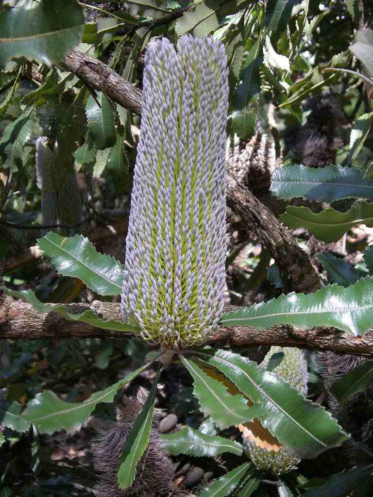 Banksia serrata (Old man banksia)