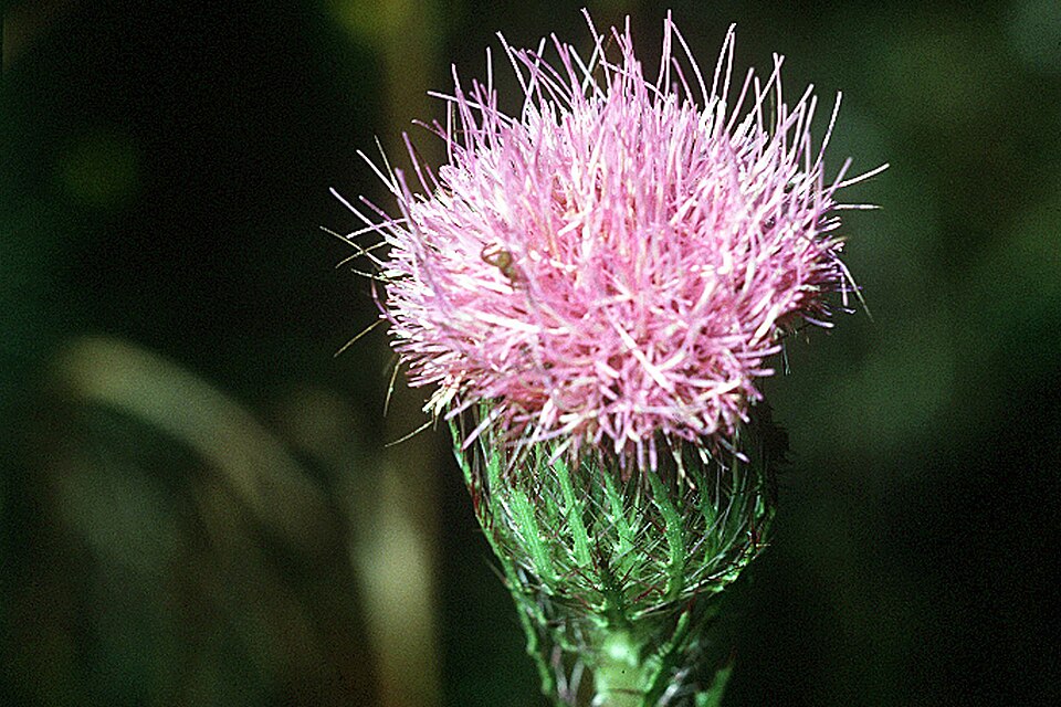 Cirsium horridulum (bristle thistle)