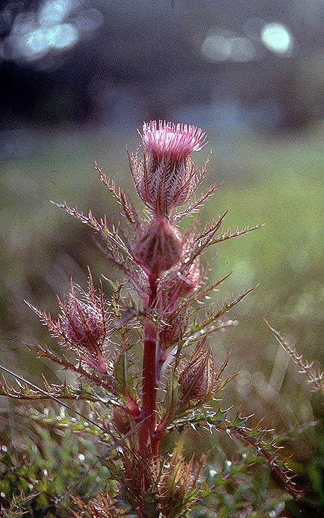Cirsium horridulum (bristle thistle)