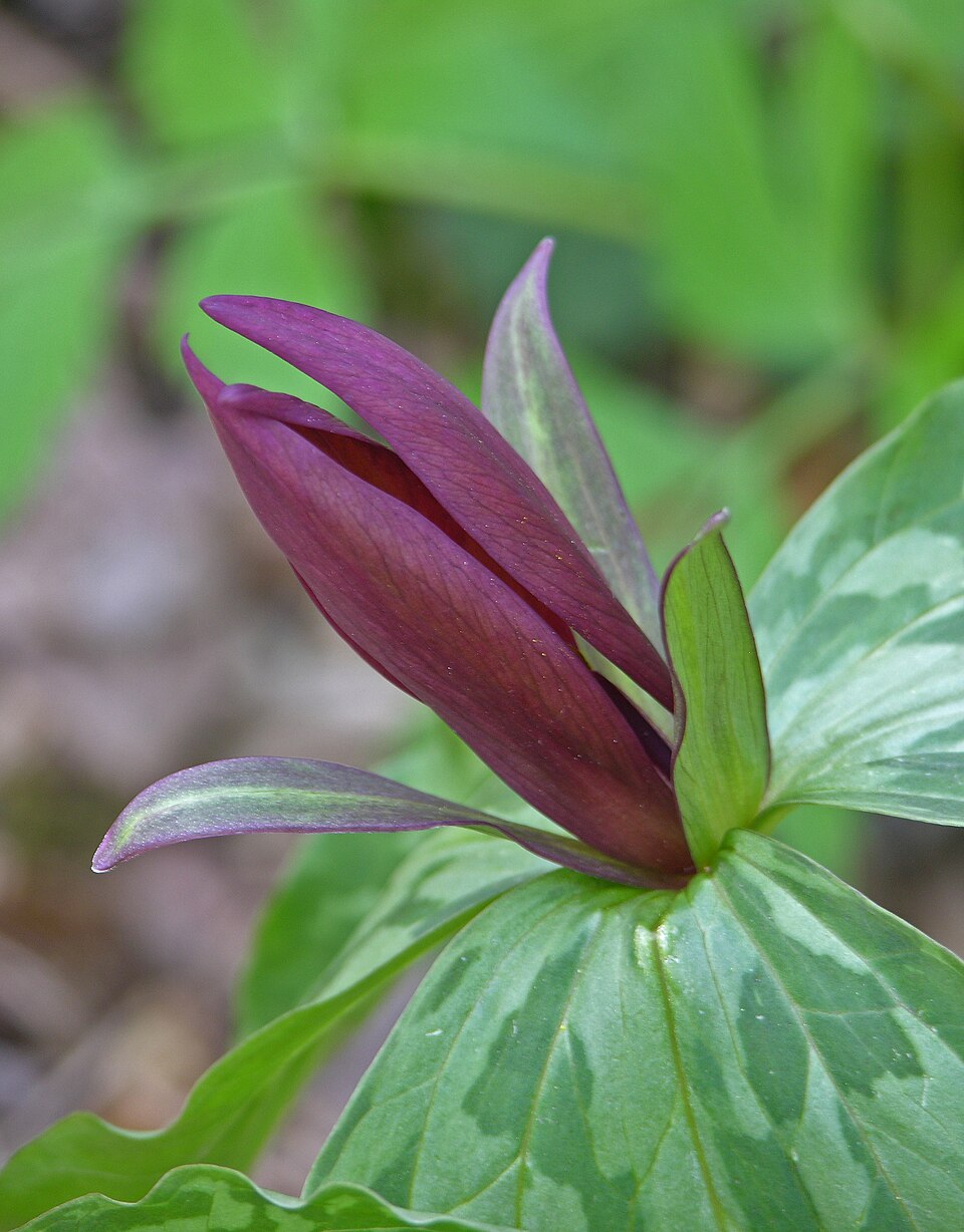 Trillium cuneatum (Little Sweet Betsy) (alternate view 6)