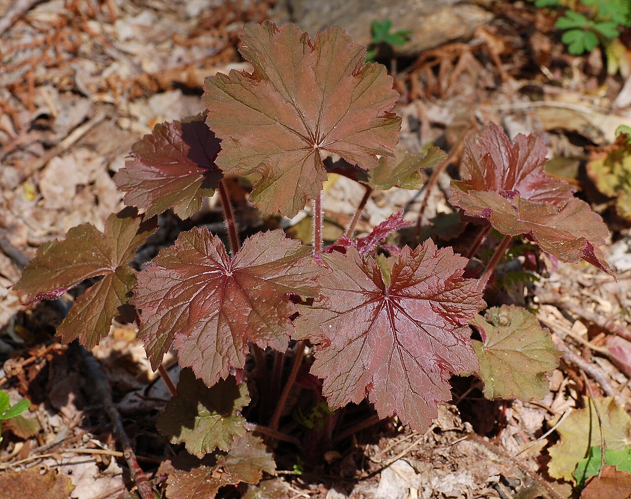 Heuchera villosa, Hairy alumroot — mounding semi-evergreen (Saxifragaceae) (image 2 of 10)