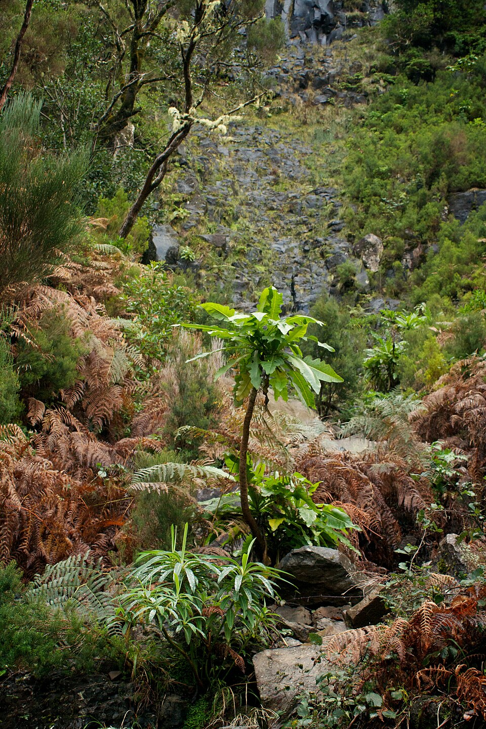 Sonchus fruticosus (alternate view 10)