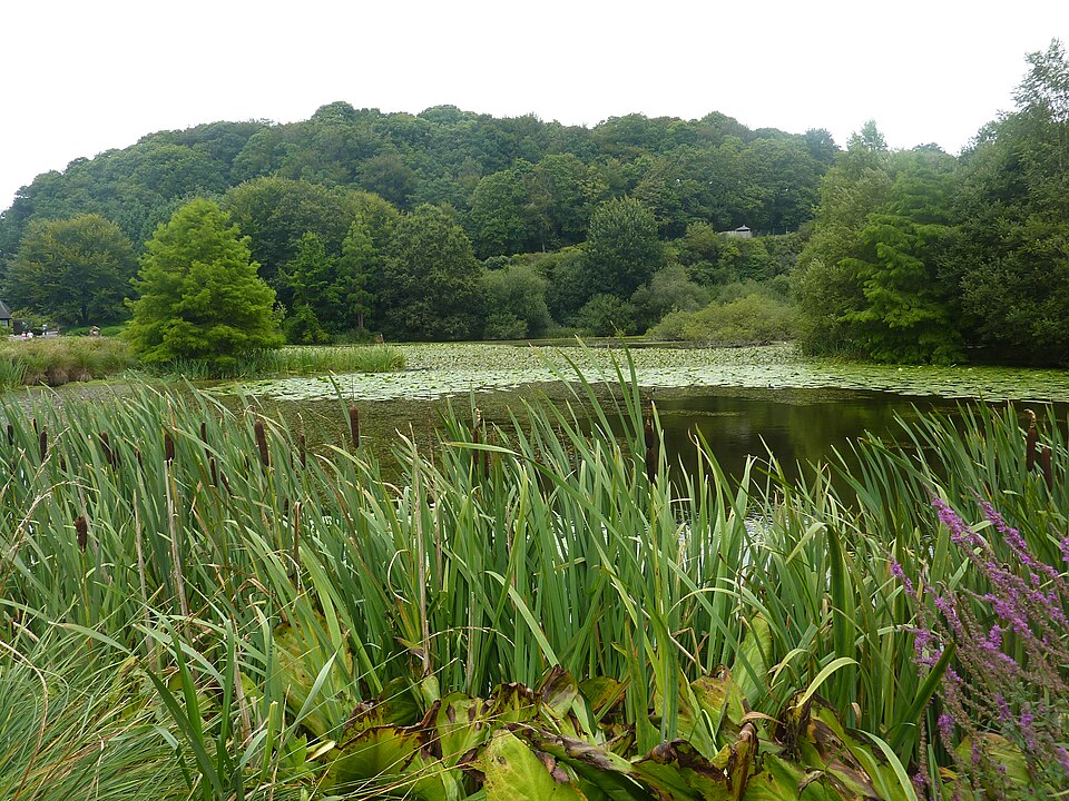 Typha (Cattails) (alternate view 5)