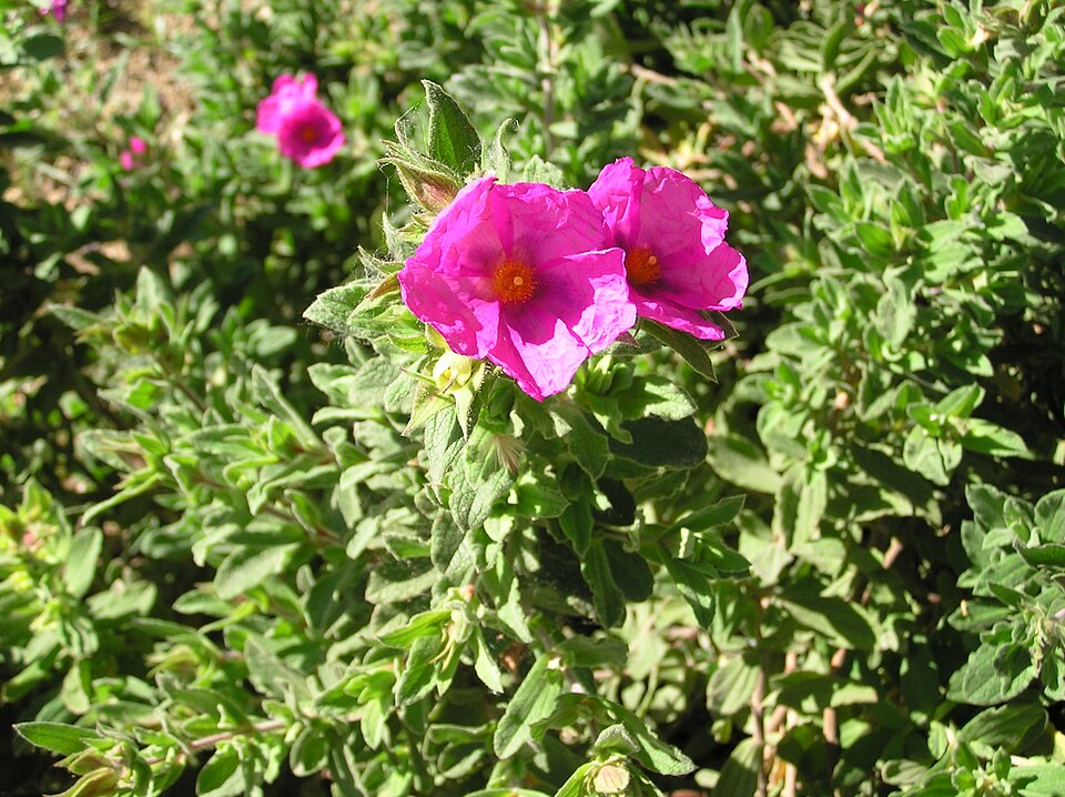 Cistus albidus (white-leaved cistus) (alternate view 8)