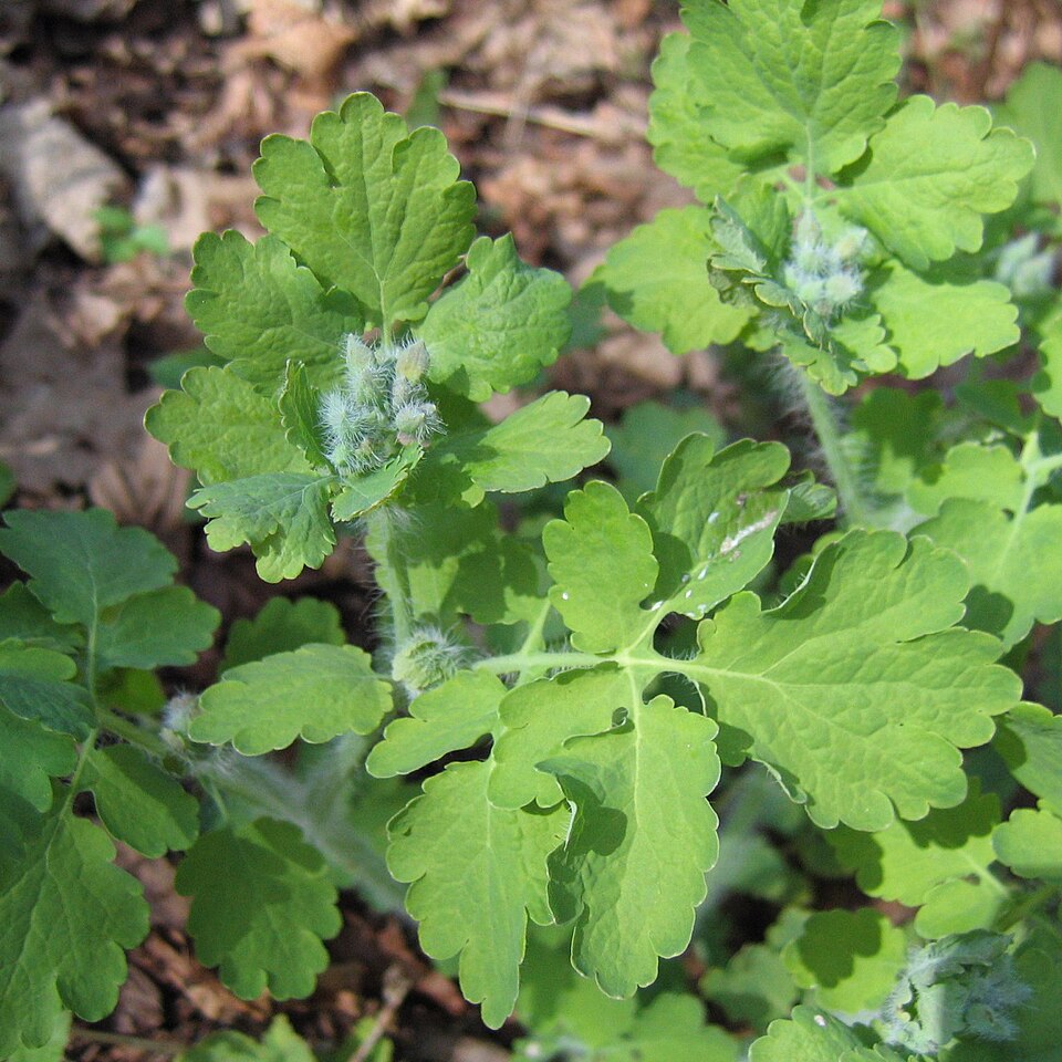 Chelidonium majus (Greater celandine)