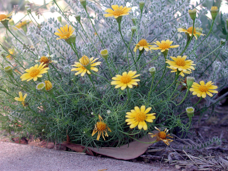 Thymophylla pentachaeta (Parralena) (alternate view 8)