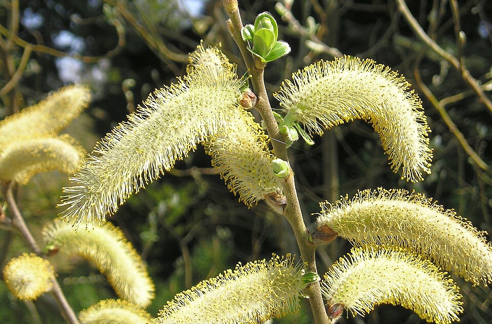 Salix hookeriana (Coastal Willow) (alternate view 9)