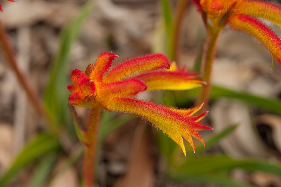 Anigozanthos humilis (Catspaw) (alternate view 7)