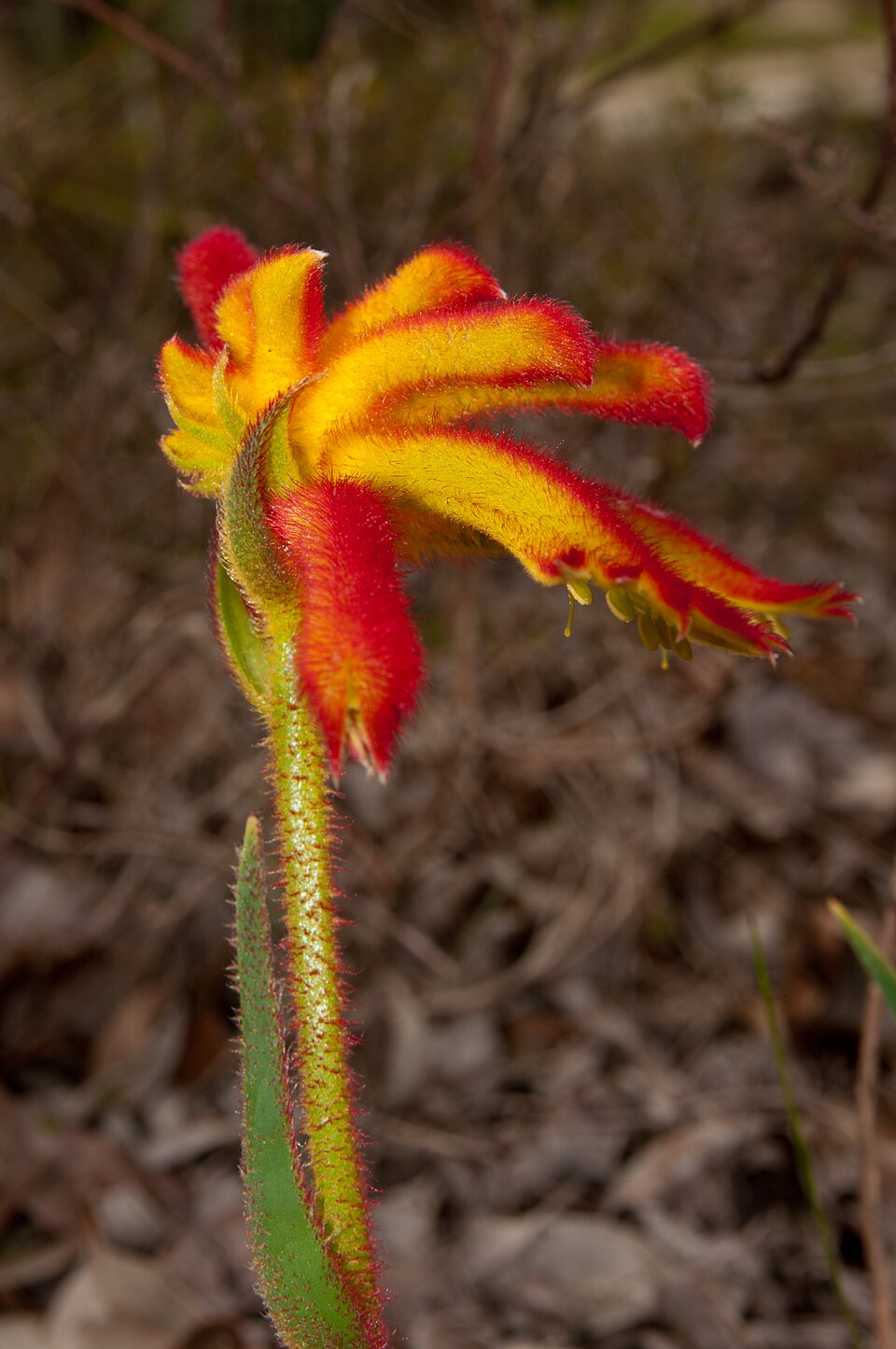 Anigozanthos humilis (Catspaw) (alternate view 8)