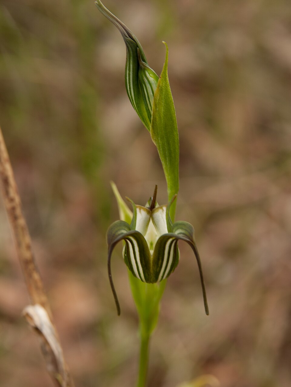 Pterostylis recurva (jug orchid) (alternate view 4)