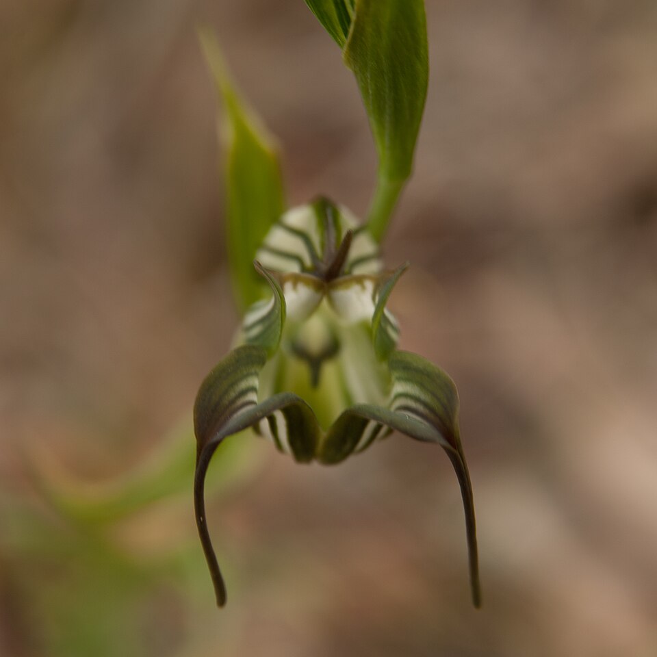 Pterostylis recurva (jug orchid) (alternate view 5)