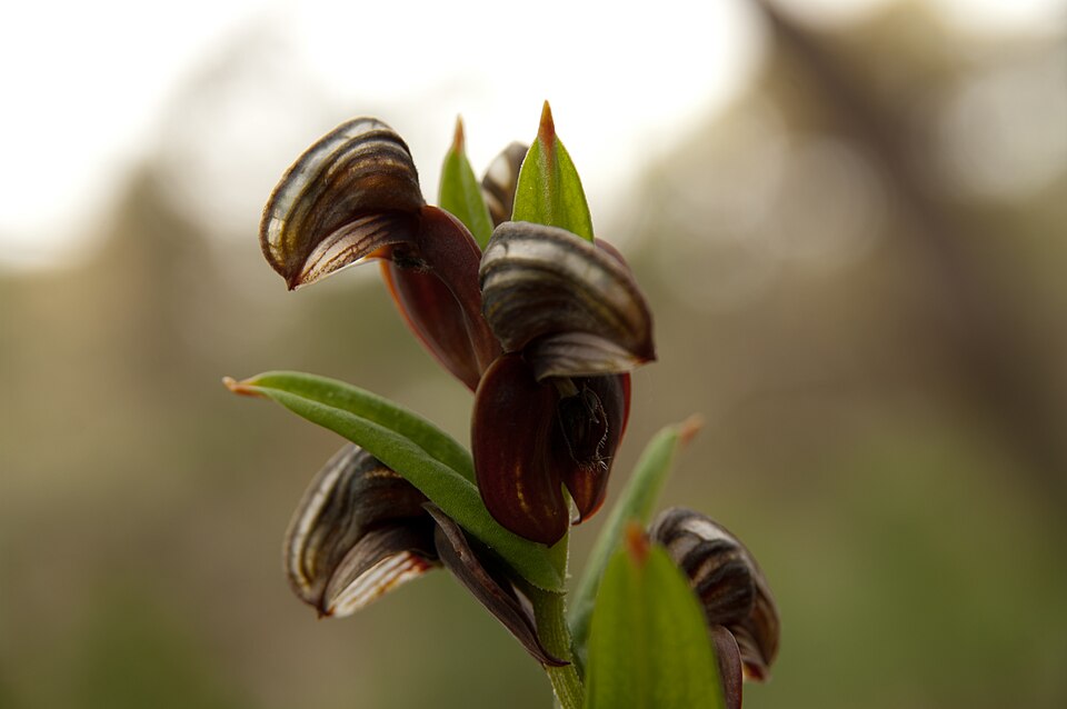 Pterostylis sanguinea (Red-banded Greenhood) (alternate view 7)