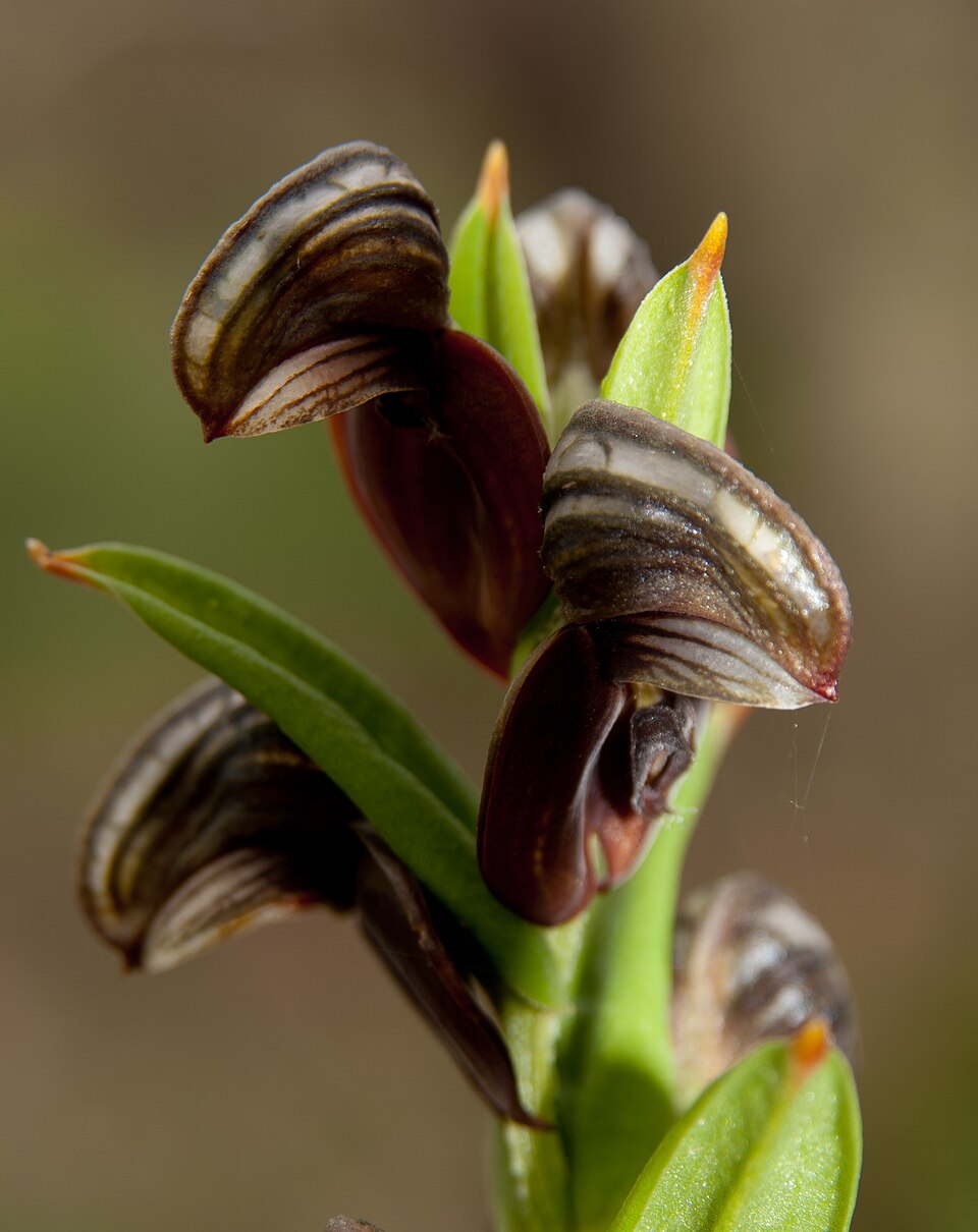 Pterostylis sanguinea (Red-banded Greenhood) (alternate view 8)