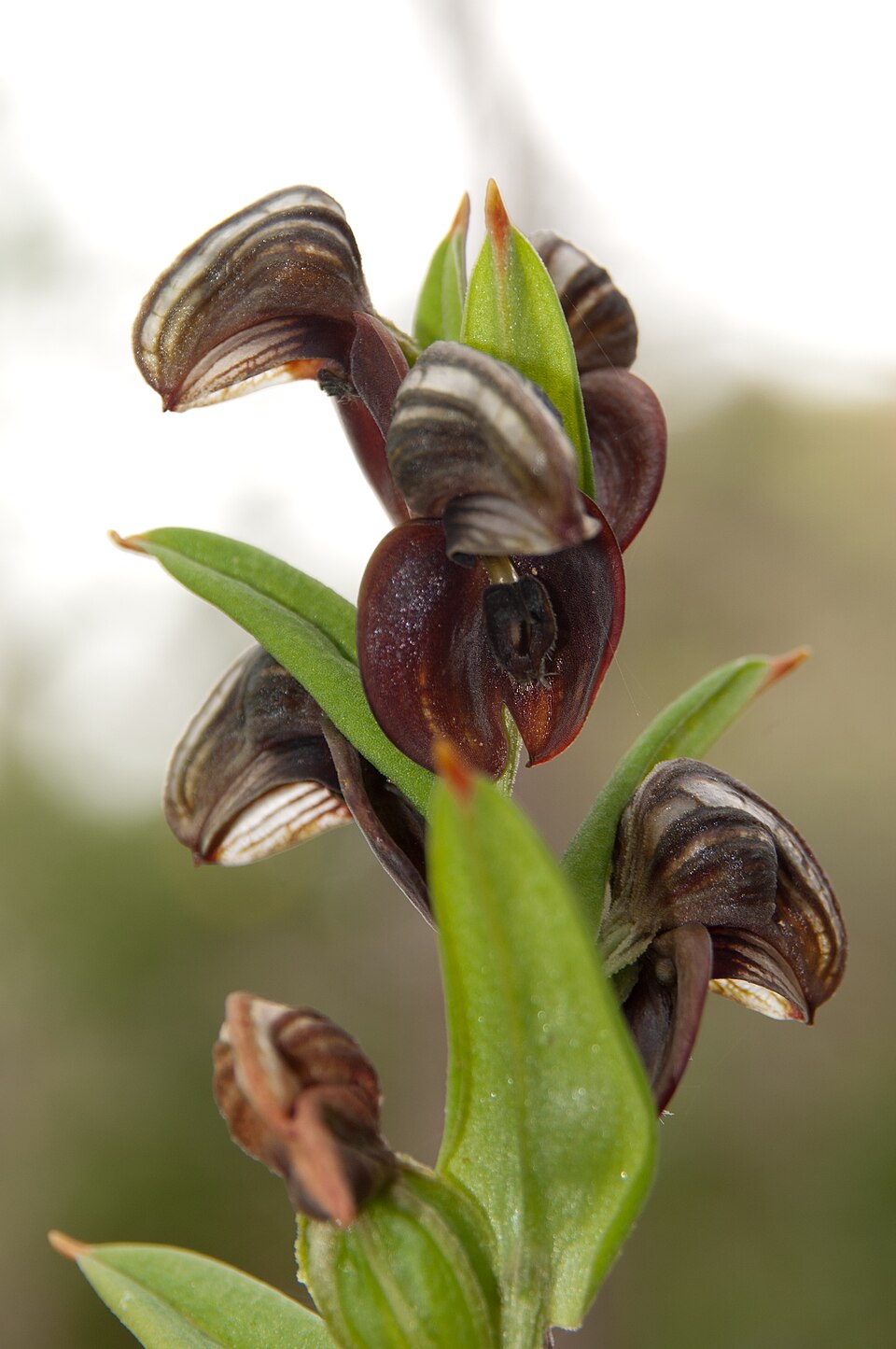 Pterostylis sanguinea (Red-banded Greenhood) (alternate view 9)