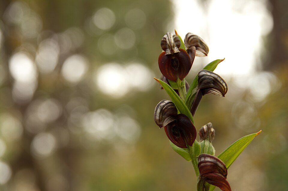 Pterostylis sanguinea (Red-banded Greenhood) (alternate view 10)