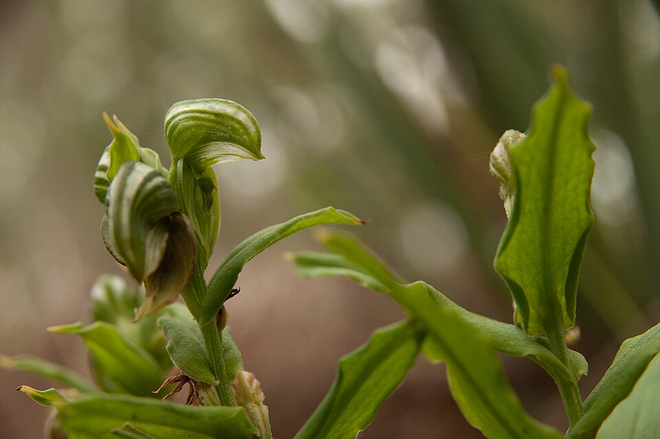 Pterostylis vittata (Banded Greenhood) (alternate view 3)