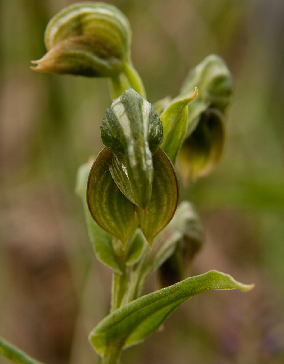 Pterostylis vittata (Banded Greenhood) (alternate view 4)