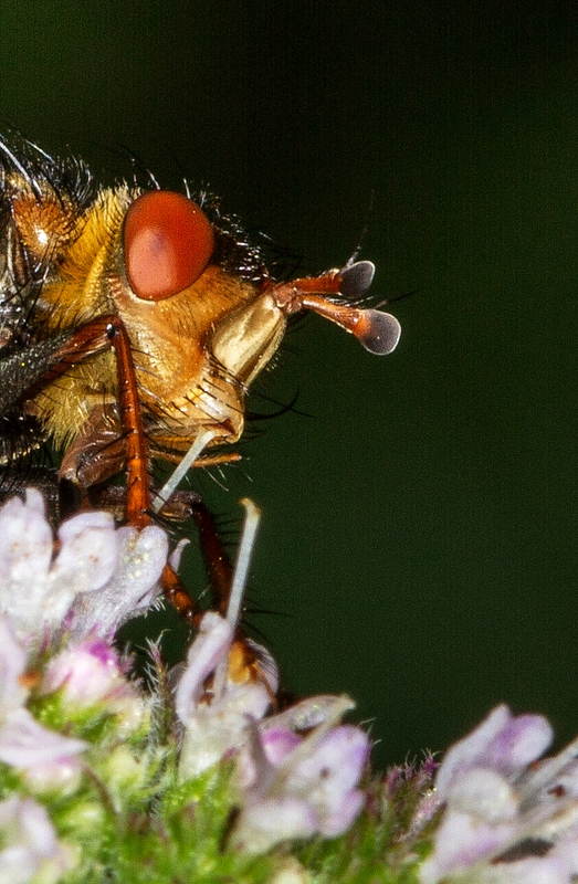 Mentha × piperita (Peppermint) (alternate view 10)