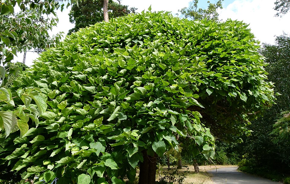 Catalpa bignonioides 'Nana' (Umbrella Catalpa) (alternate view 3)